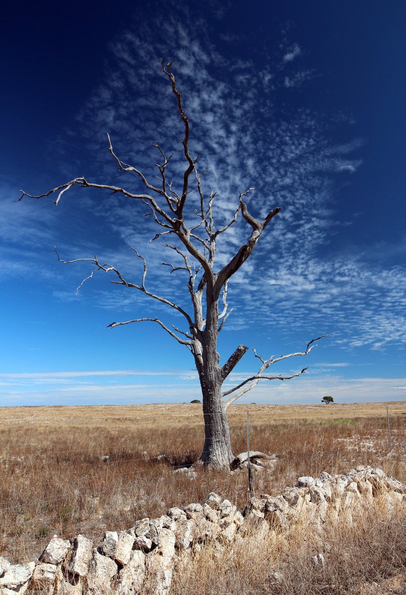 I haven't shared this one for quite a while ...
'Cloud leaves'
Cirrocumulus clouds. Taken along the Birdseye Highway near Mount Wedge on the Eyre Peninsula.
I love the old stone fences in this area too.