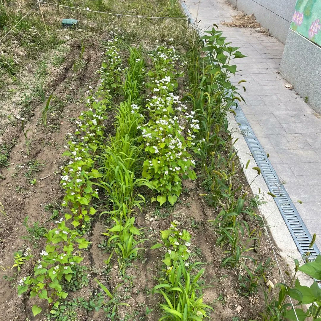 Los alumn@s de #Ecosistemas4ESO han observado nódulos producidos por la bacteria del género rhizobium en la raíz de las habas.🔬y los de #Huerto3ESO han terminado de montar #JardínVertical. 🌿 Además, estado actual de los cultivos de mijo y trigo sarraceno. 👨‍🌾 #AlbénizSostenible