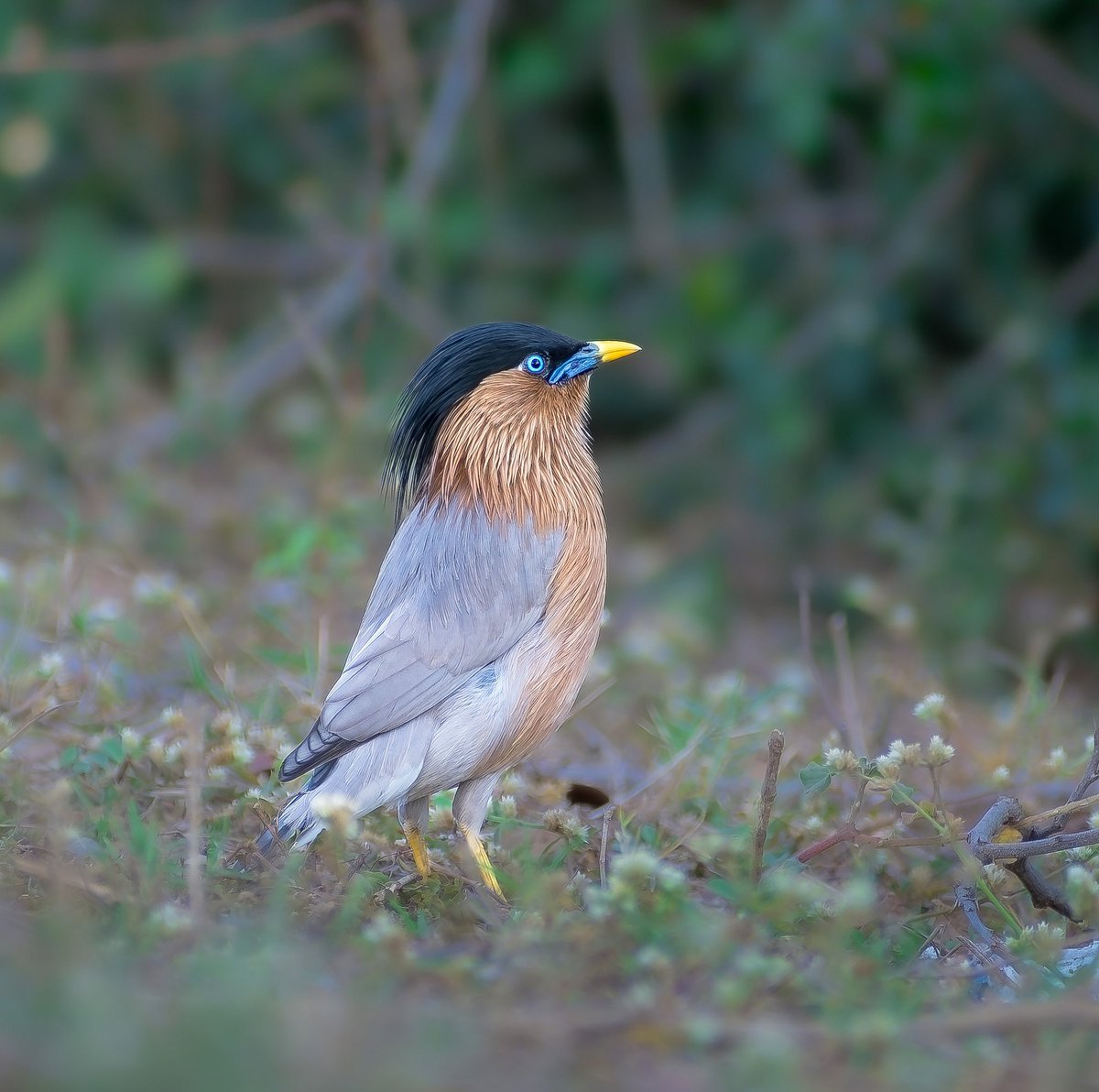 Ketulp5's tweet photo. Name : Brahminy starling 
#wildlife
#wildlifephotography 
#birdsphotography #Nikon 
#NatureExplorer #Nature https://t.co/vIYnXg4xCN