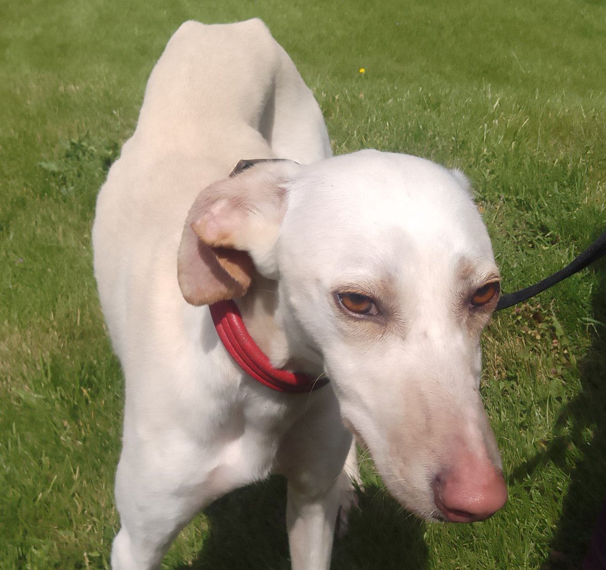 Urgent, please retweet to help find the owner or a rescue space for this stray dog found/abandoned #LEIGHTONBUZZARD #BEDFORDSHIRE #UK 🆘 Female Greyhound, wearing a collar but no chip, found 17 May. Now in a council pound, her 7 days are nearly up. Please share widely, she