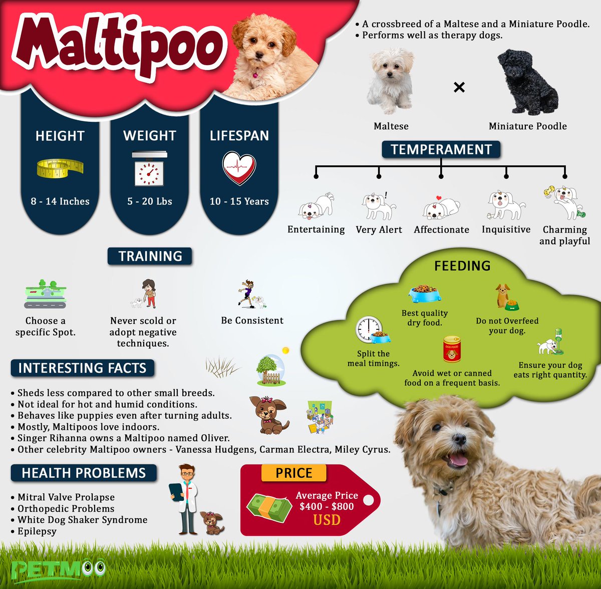 Maltipoo Infographic
#petmoo #pets #dogs #dogbreeds #doginfographic #maltipooinfographic