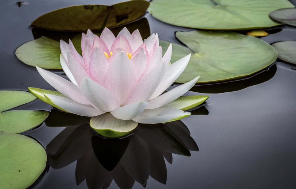 beauty’s pink #bower sweet fragrance lingers in air lotus flower blooms #vss365 #haiku #WritingCommmunity #poetry Photo: Ed Castor