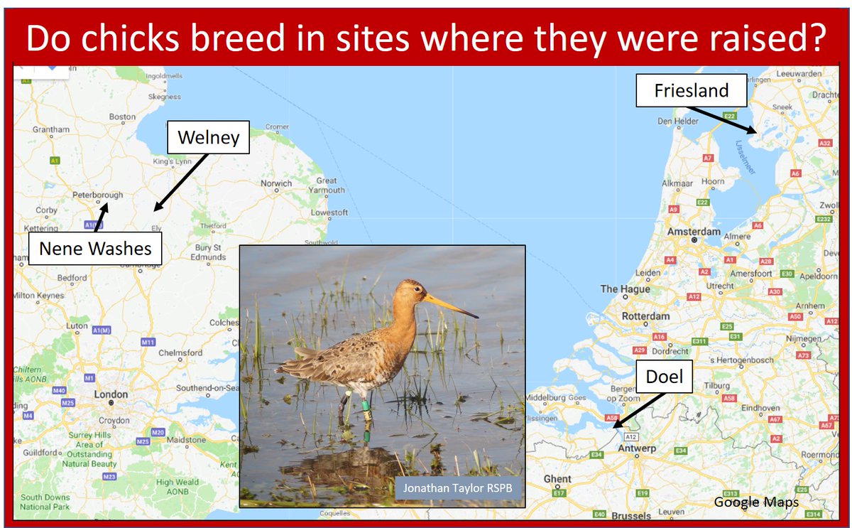 Reintroducing and head-starting #waders? How reliably do #shorebirds recruit to the sites in which they were raised? Some thoughts from 21 May 2018 🎂6⃣ wadertales.wordpress.com/2018/05/21/sit… #ornithology