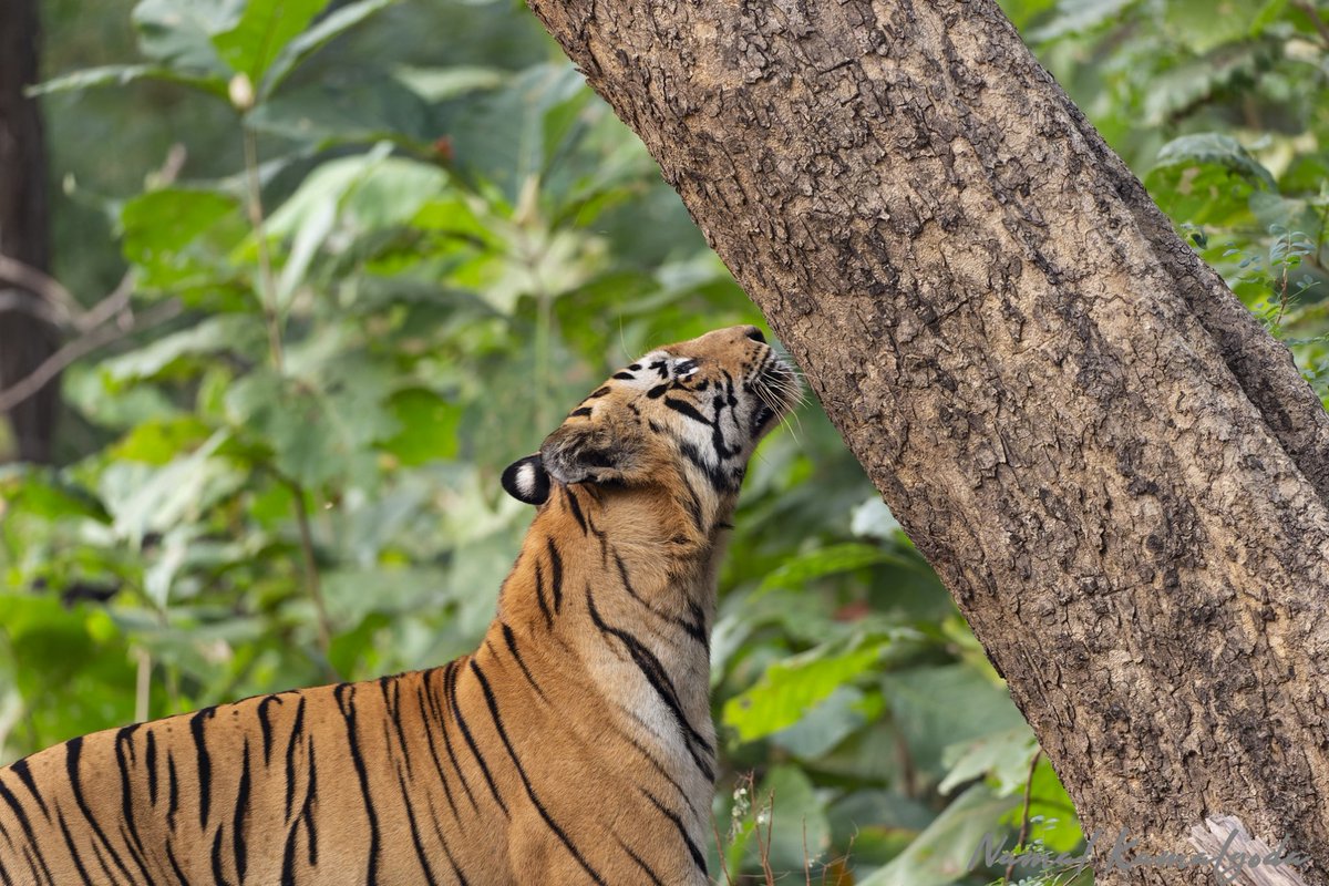 If tigers have status update, this would be it. A dominant male checking a regular scent marking tree. #india #tiger #indiantiger #canonwildlife #BBCwildlifePOTD #yourshotphotographer #natgeoyourshot #nature #bbcwildlifemagazine #indianwildlife #zero3images