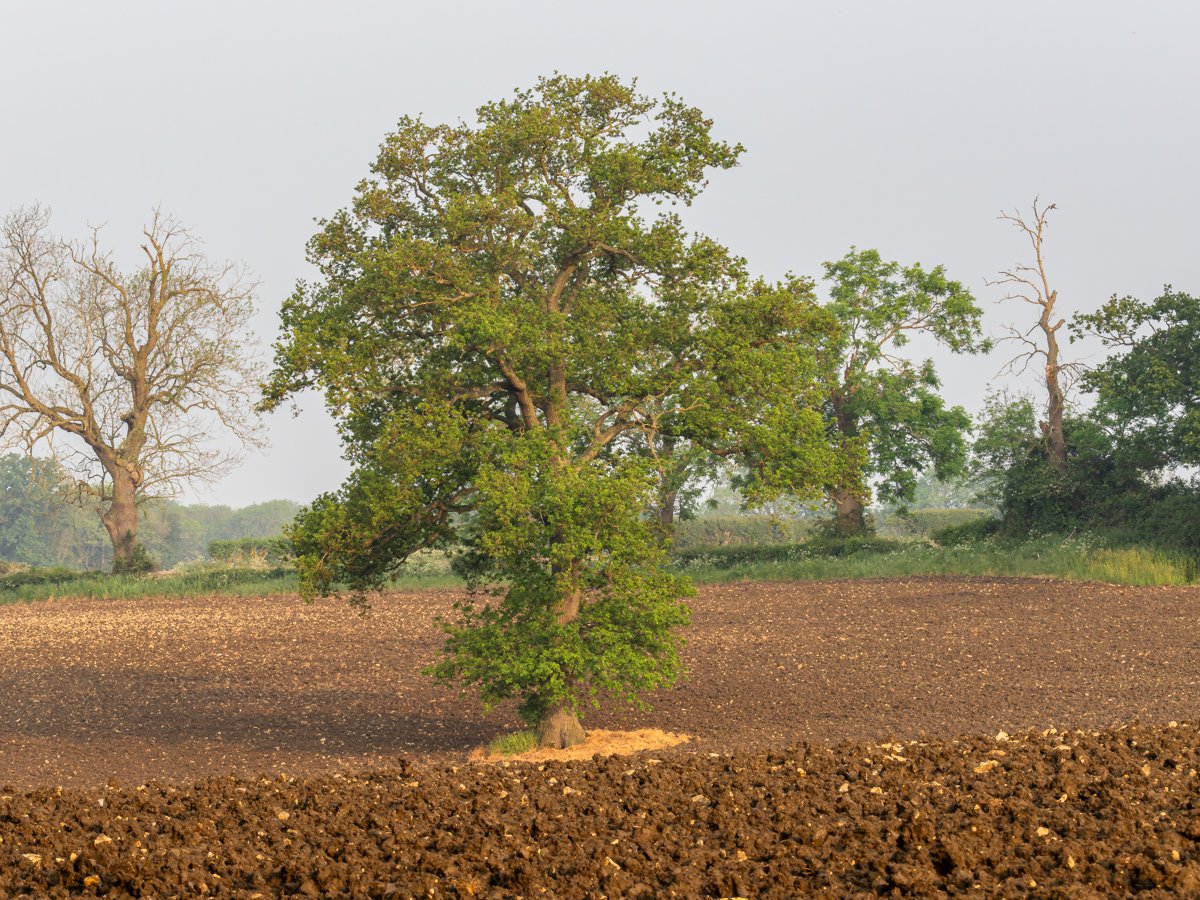 Oak in field #ThickTrunkTuesday