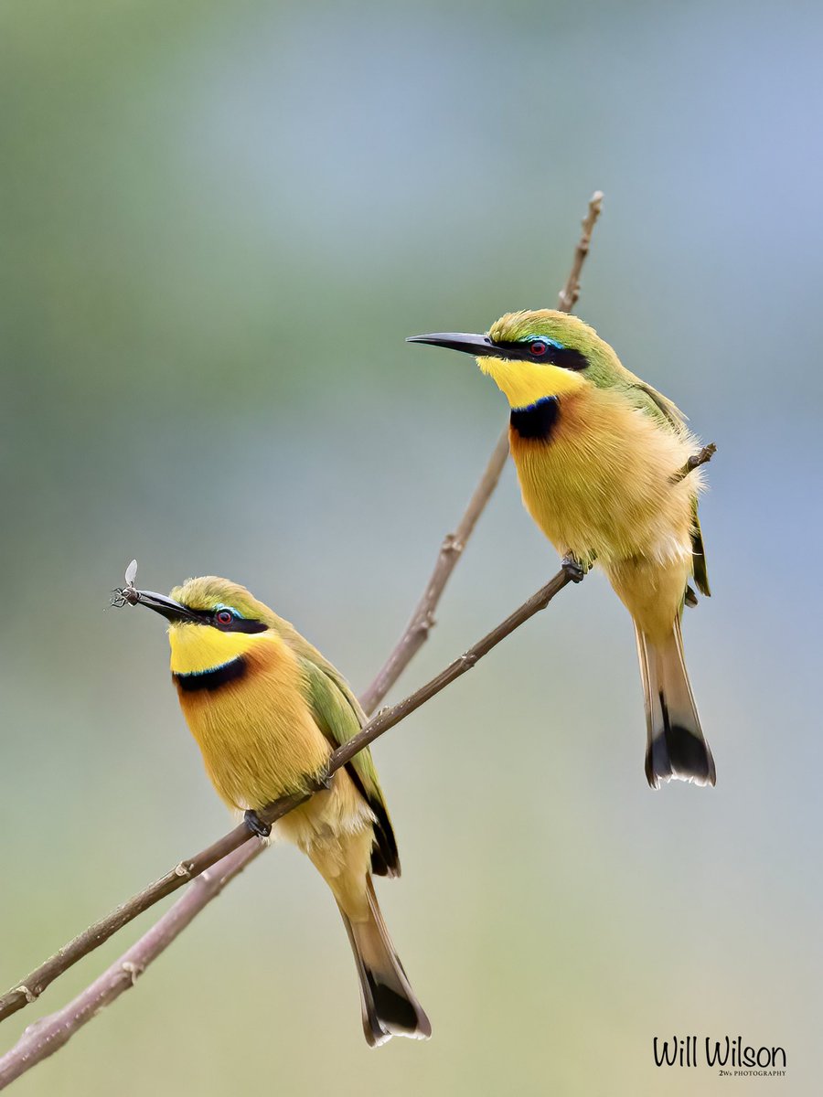 A bright and beautiful pair of Little Bee-eaters! 📍@nyandungupark in #Kigali #Rwanda #RwOX #TwitterNatureCommunity