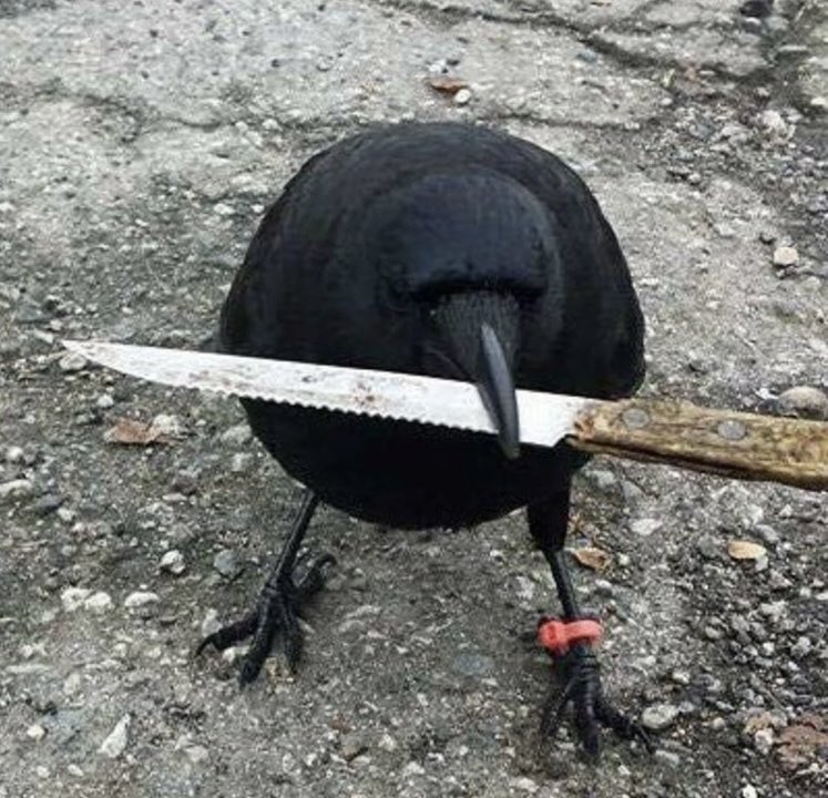 BASELECTRICS's tweet photo. @cryptojourneyrs @JakeGagain crow with knife https://t.co/A6U0NF9T4H