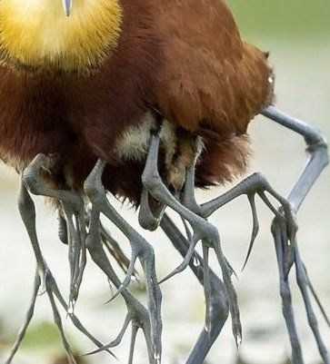 A Jacana carrying chicks underneath its wings.