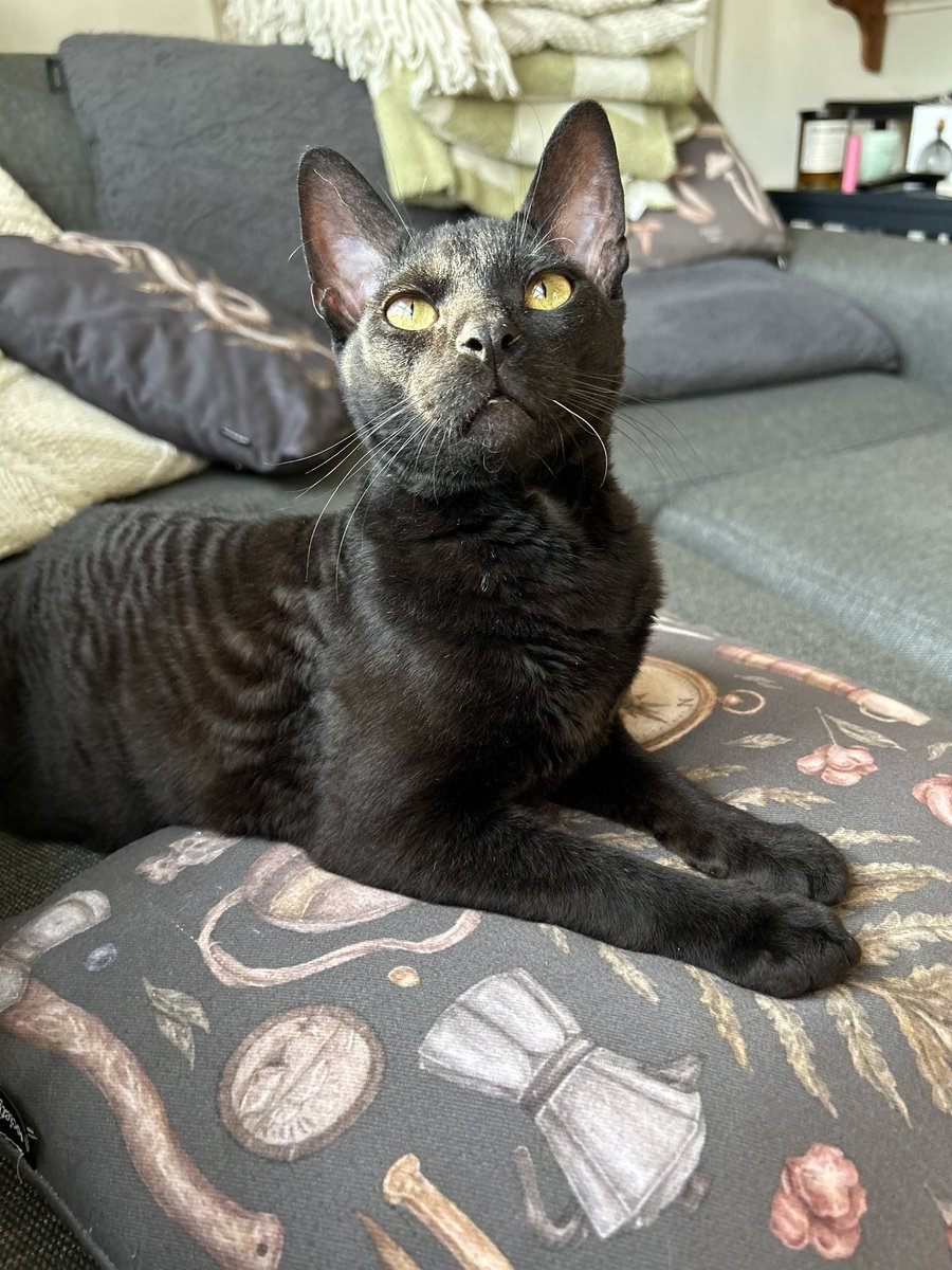 vertebrats's tweet photo. i have the actual softest velvet cat on earth but he’s extremely shy and only me and my boyfriend get to touch him, it’s like my own powerful secret https://t.co/CemxlXxmHQ