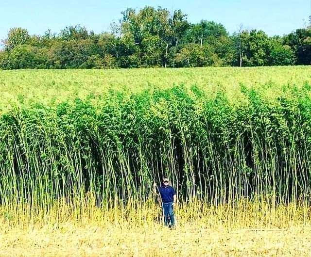 This crop takes out huge amounts of CO2 .... multiple crops per year & can be used for so many different uses. Yet we grow cotton 🤔🤔🤔🤔