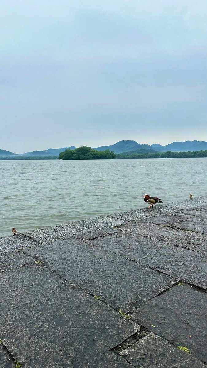 杭州西湖边悠闲的鸳鸯和小鸟
Mandarin duck and birds relax by the West Lake in Hangzhou, China
#ChinaWalk #traveling  #city  #naturephotography
