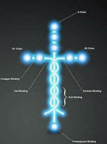 This is Laminin. The Laminin molecule is the protein that holds human beings together. Any resemblance to the symbol of the cross is not at all accidental