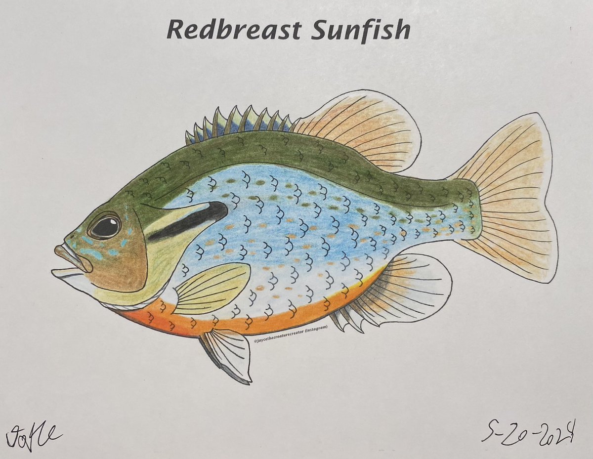 Late #sundayfishsketch, not sure if this counts or not but here a coloring page of a redbreast sunfish that I created and tested out