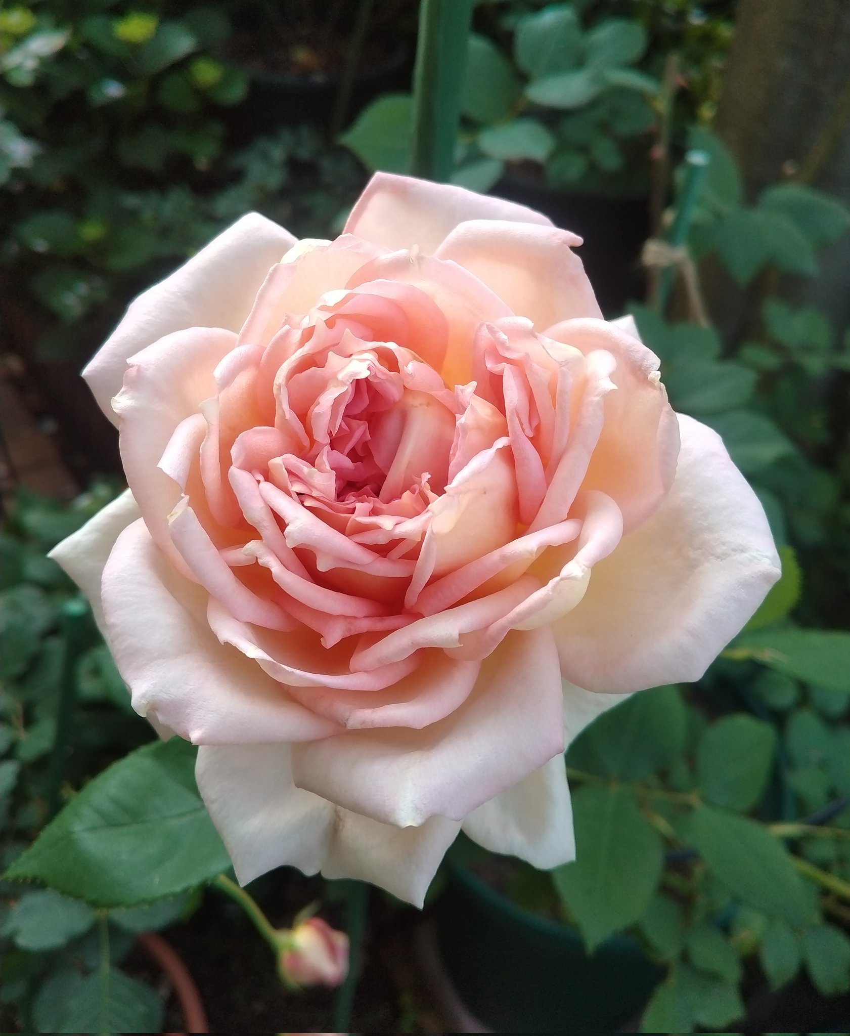 ジャネットジャクソン    トートバック Amazon.com: TRFSDSZ Janet Musics Jackson Women's Tote Bag