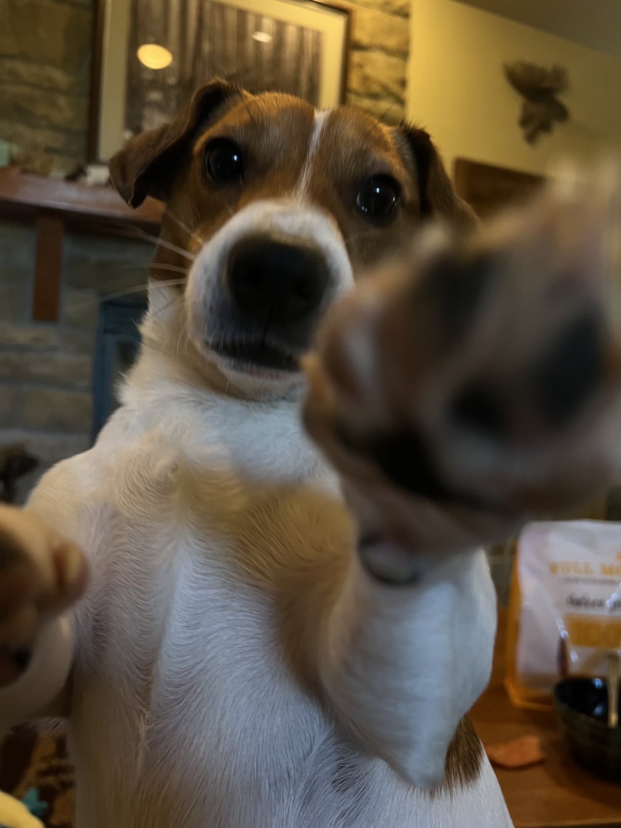 Now that I want to rest for an hour... somebody has coleslaw power, and wants to throw paws... #WoodyTheJackRussell