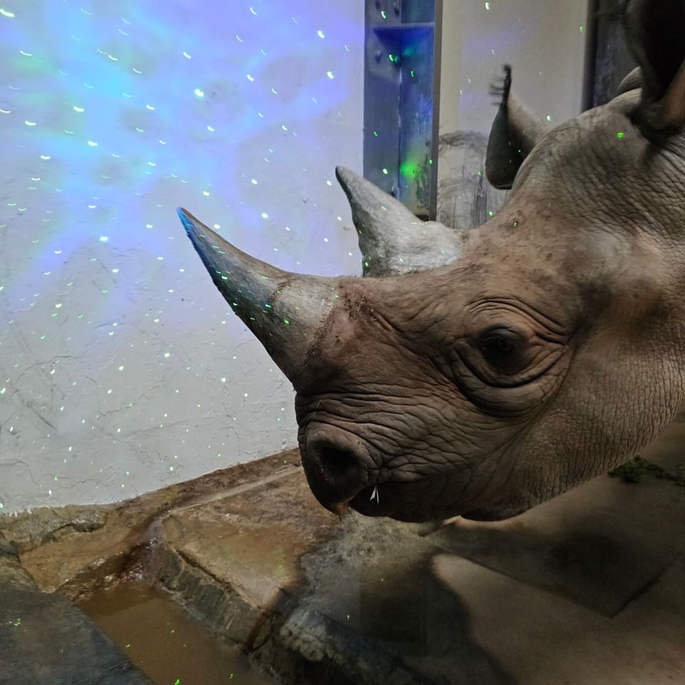 DenverZoo's tweet image. Our animal care team decided to bring the northern lights to Rudy, our Critically Endangered black rhino, showcasing just one of the many creative ways we enrich the lives of our animals at the Zoo. #enrichment #blackrhino #DenverZoo