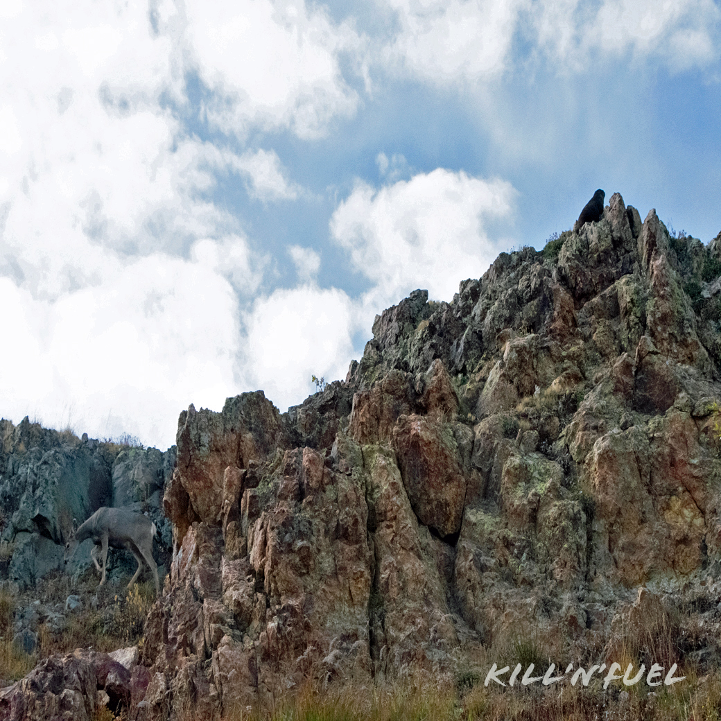 Colorado Rocky Mountains. #deer #wildlife #colorado #rockymountains #rough #jagged #steep #peaks