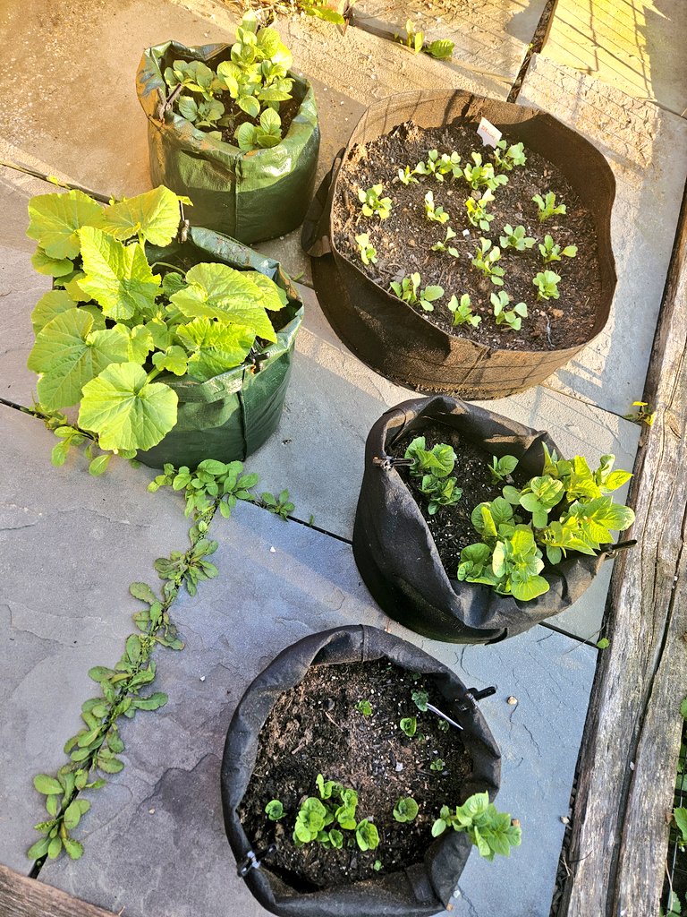 loveisUTE's tweet photo. 1 week of growth 🌱 https://t.co/oYd4UAOFLb