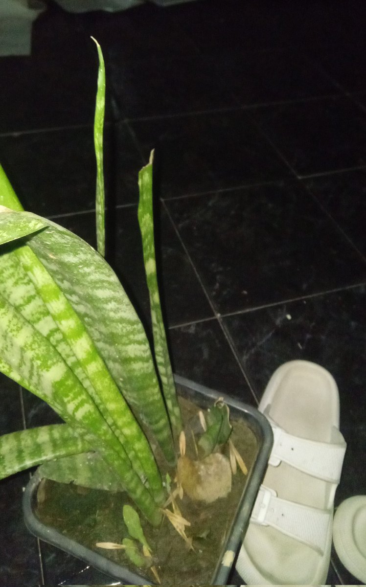 hace una semana que no puedo dormir bien porque estoy agitada y mi mamá me trajo una planta al lado mio para que pueda respirar.