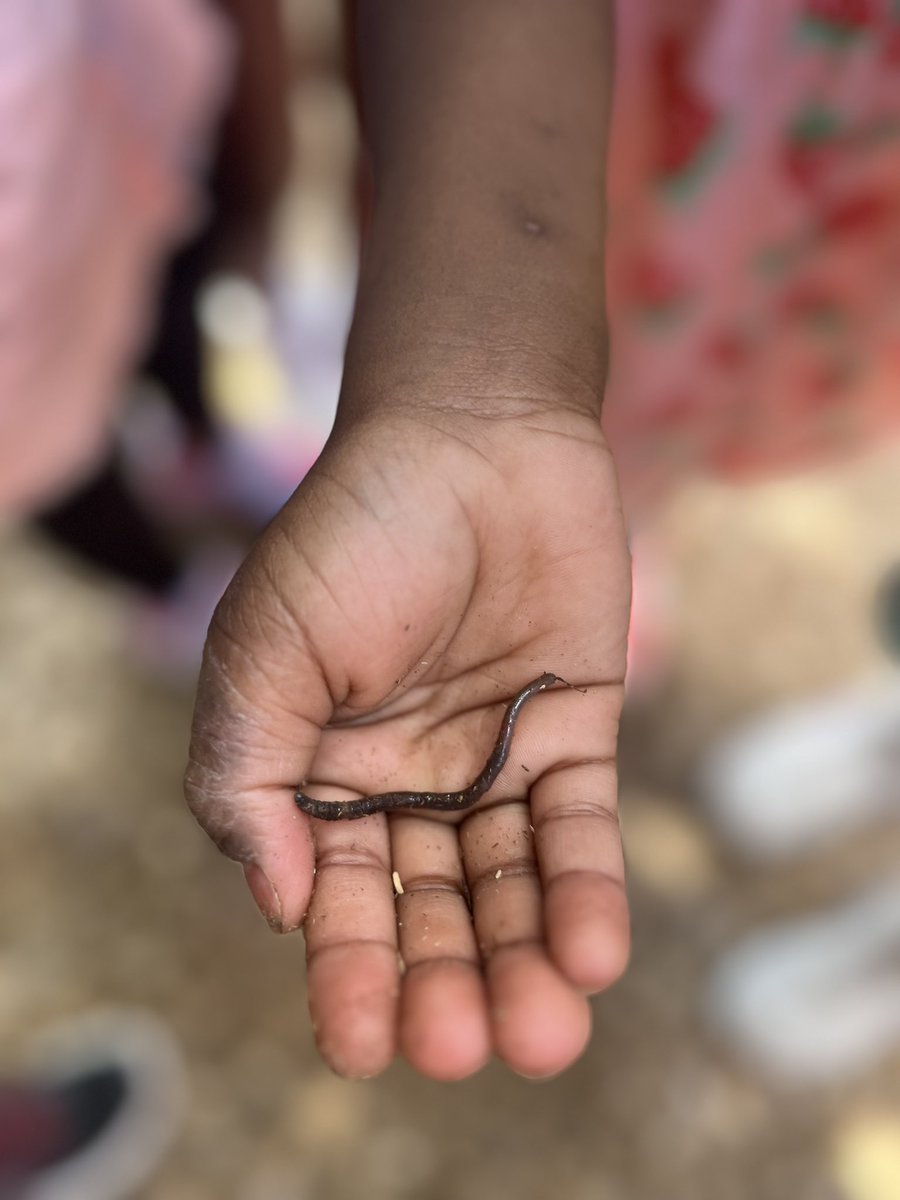 RCPS_EarlyLearn's tweet image. Earthworms 🪱 
#science #playgroundscience #worms #sciencegirl #dph #pat