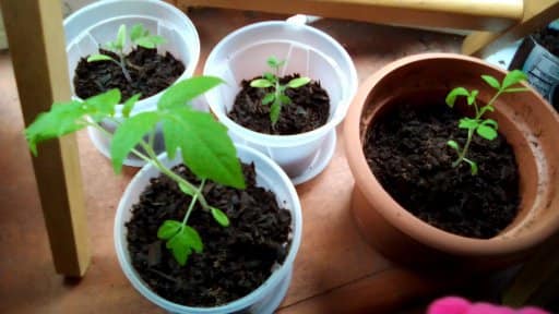 Why is Tiny Teddy so far behind with #gardening? #garden #gardens #GardeningX #tomatoes youtu.be/rVQ9kO0wSmI