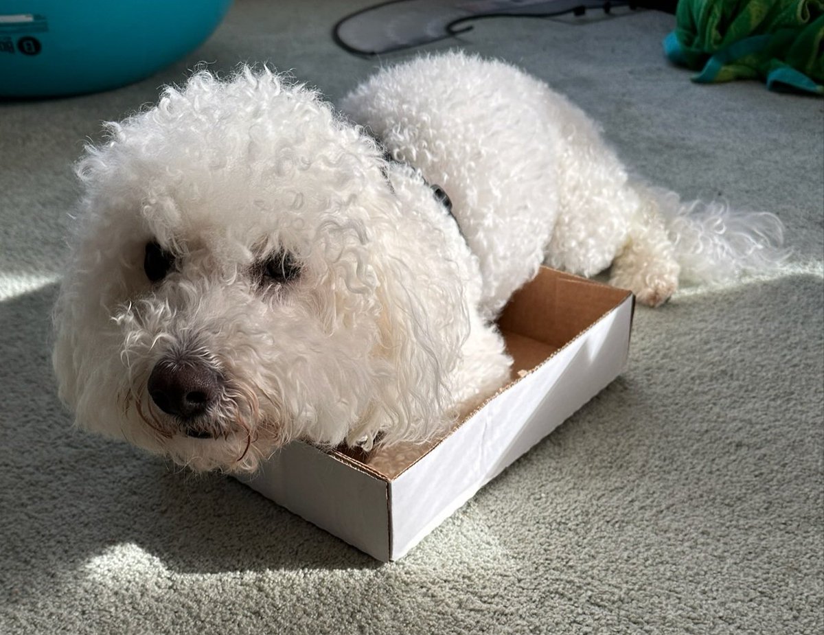 SonOfABichon's tweet photo. Me's found a new bed today. Mommy and daddy sayz is too small for me's, but me's wuv it aneways

#dogsoftwitter #dogs https://t.co/2fSv9KYIyY