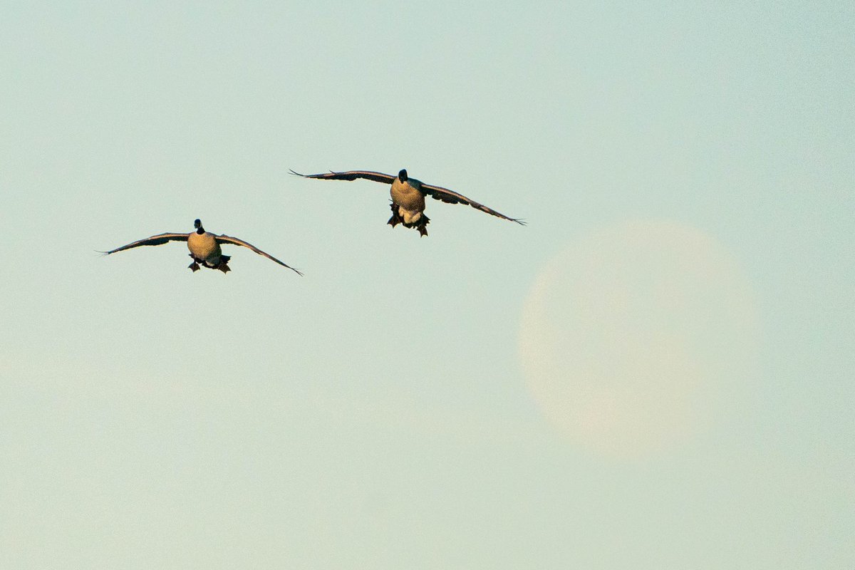 Just the moon and some geese