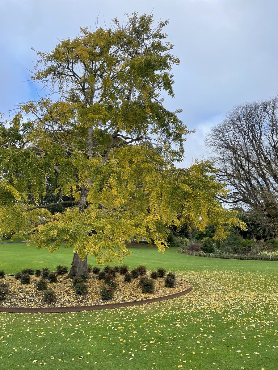 A few snaps from my walk around this morning at work #warrnamboolbotanicgardens #autumn #outandabout