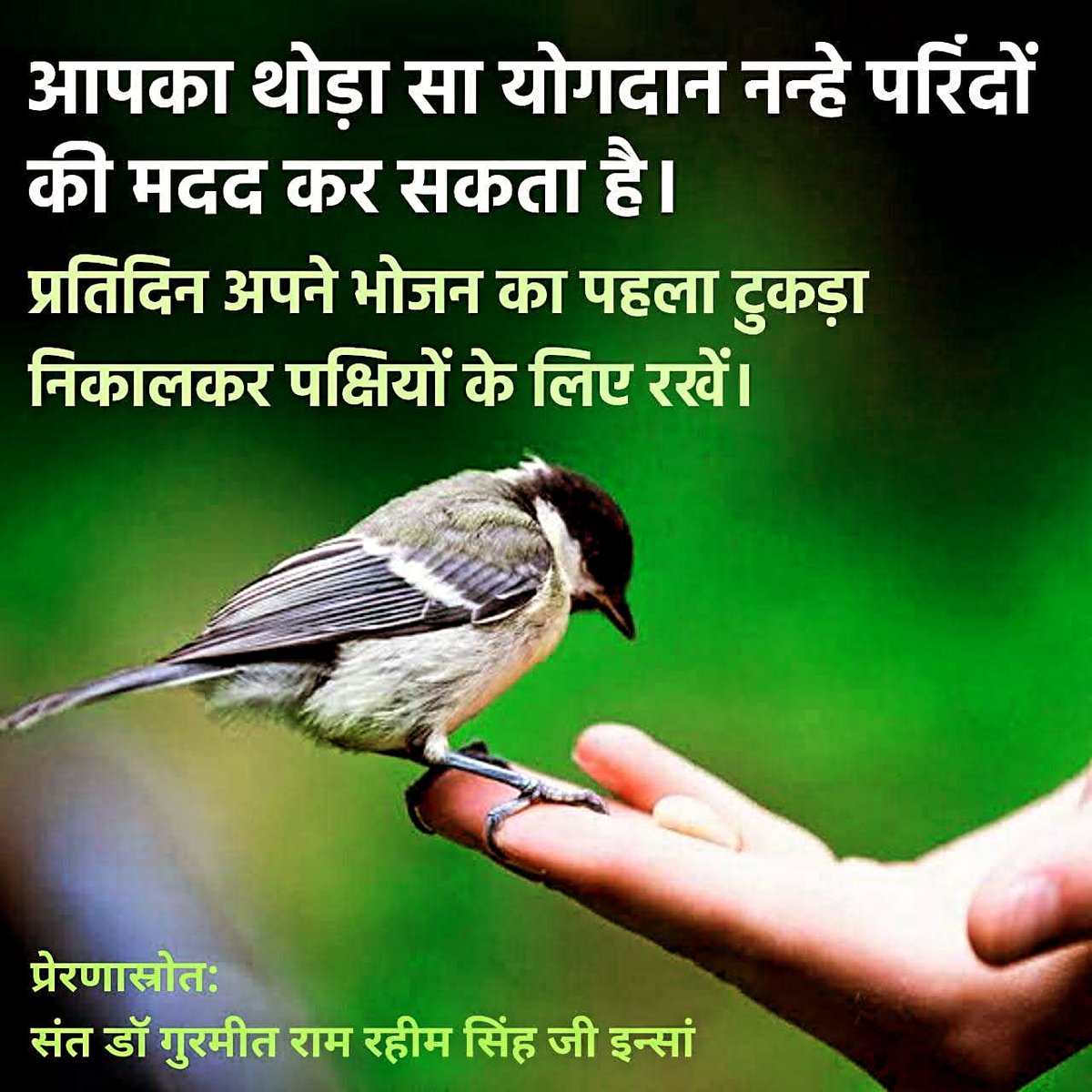 This blazing summer 🔥, Saint MSG and Dera volunteers save birds from heat and thirst by providing food. Together, we can save thousands of lives with seeds and water 🦜🐦 #HelpBirdsInSummers