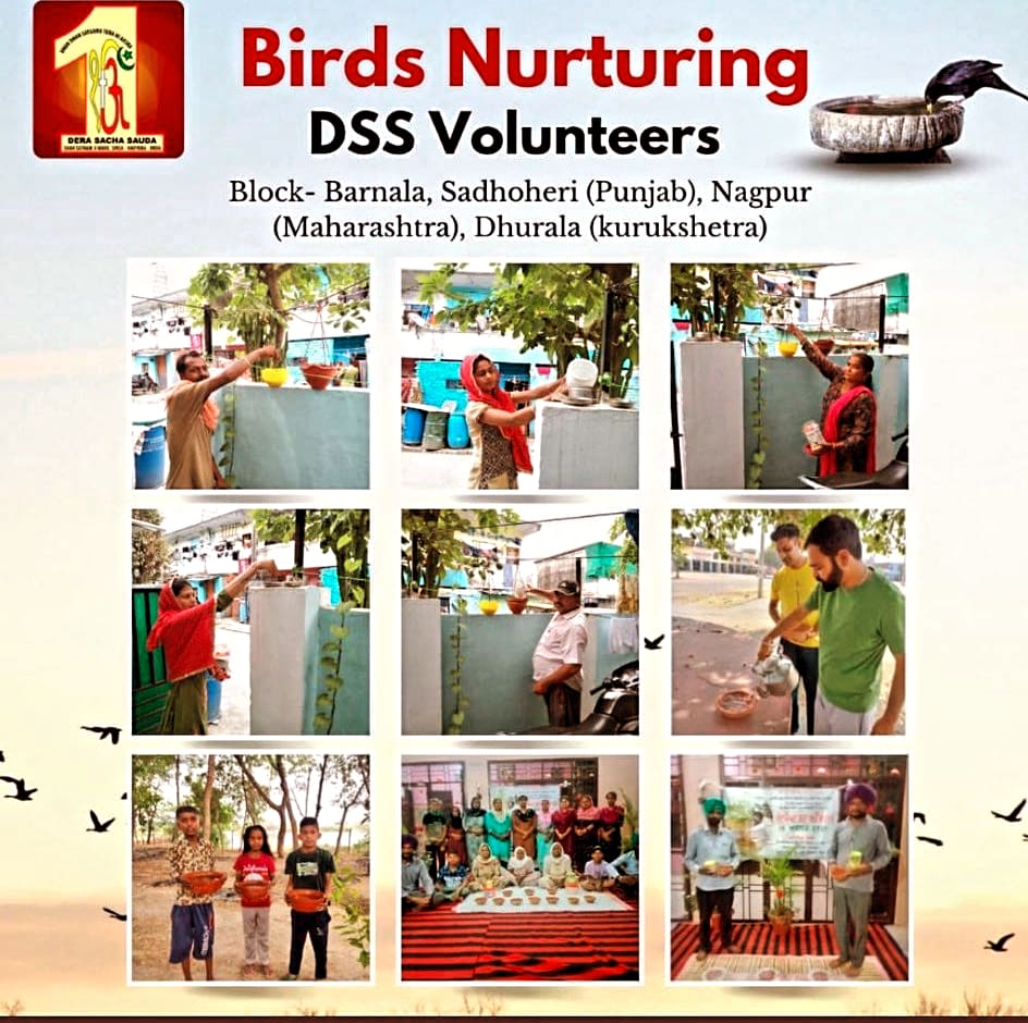 During this scorching summer 🔥, Saint MSG leads Dera volunteers to save birds by offering food and water. Let's come together to protect thousands of birds 🐦 #HelpBirdsInSummers