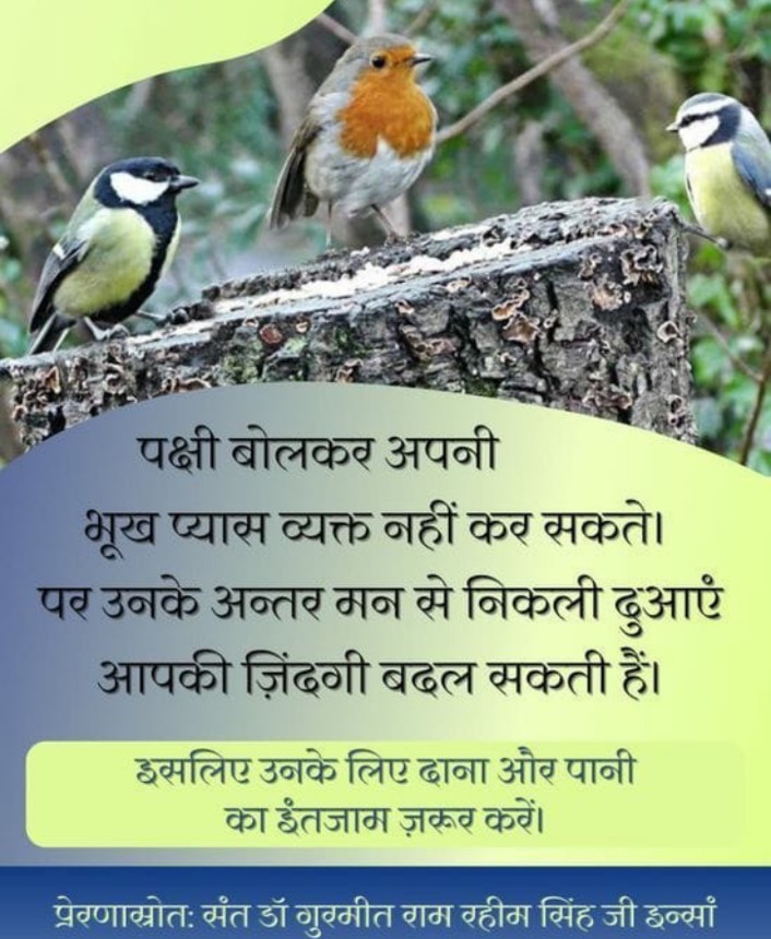Under the guidance of Saint MSG, Dera volunteers help birds survive the hot summer 🔥 with food and water. Let’s join hands to save thousands of birds 🦜 #HelpBirdsInSummers
