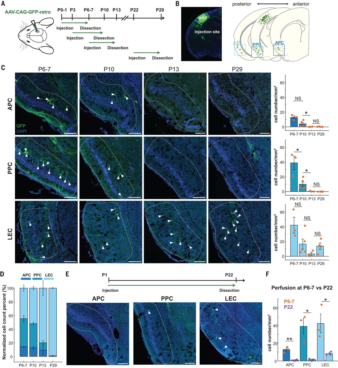 A new study in mice uncovers a developmental window in which neonatal nasal odor stimuli influence somatosensory information processing in the brain.

The results in Science give insight into what drives the development of sensory processing in mammals. scim.ag/71D