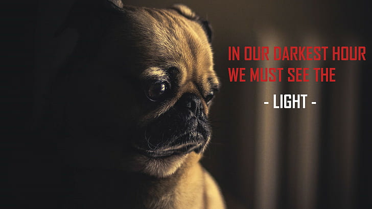 Pug Lover Community (@puglover4426) on Twitter photo 