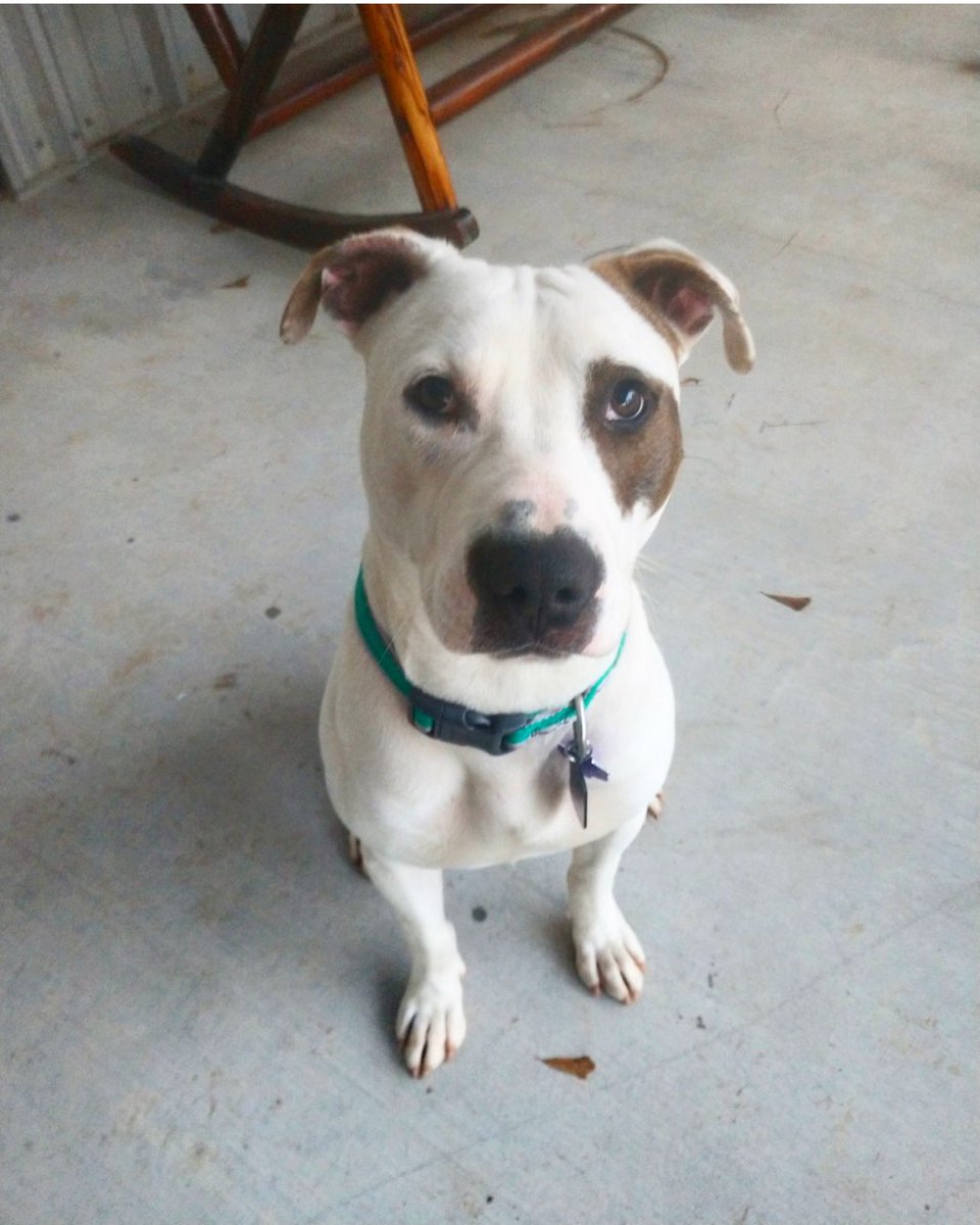 The first picture I took of Buzz! I think back over all the challenges we had and I would do it all over again!
#NationalDogRescueDay
#AdoptDontShop