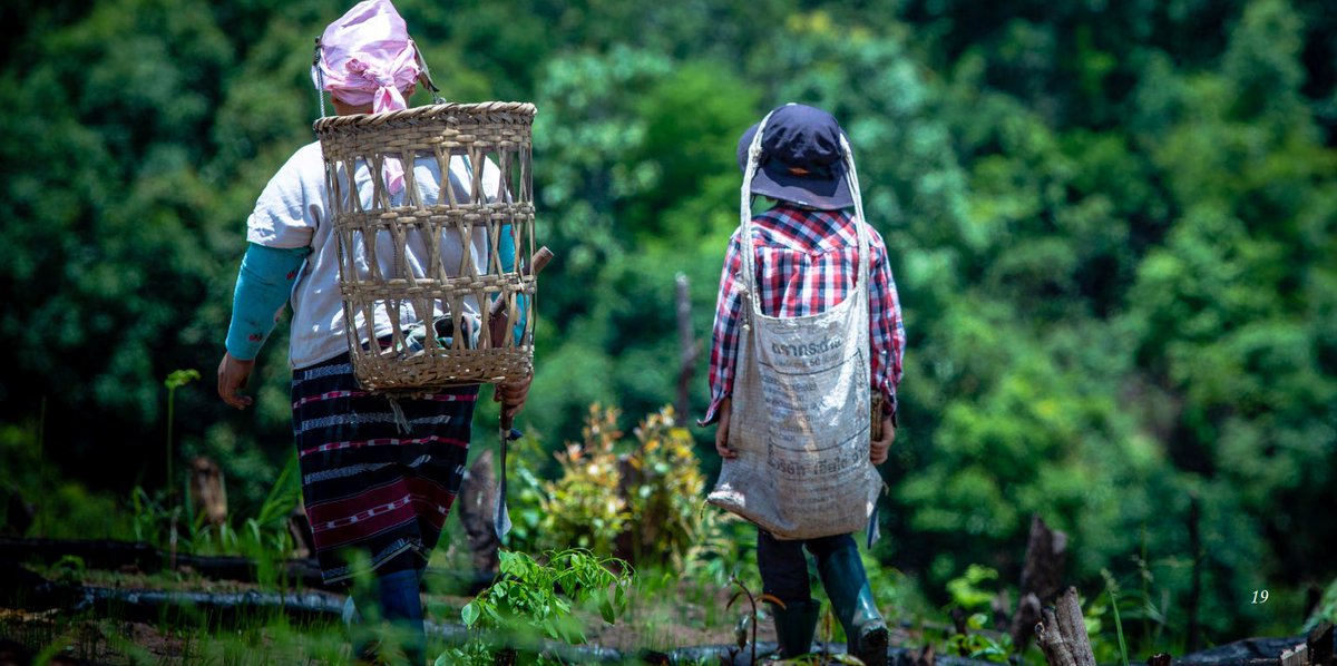 AIPPIKPA's tweet photo. #IndigenousWomen play a crucial role in preserving indigenous seeds, maintaining food security, and ensuring community well-being. 

Learn the contributions of Shan, Lua, and Akha Indigenous Women of northern Thailand at https://t.co/njkiaPZHYN https://t.co/821IM5OSdv