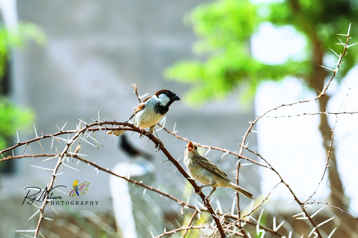 #सुप्रभात_ज़िंदगी 

#GoodMorningAll #birdlovers #photographers #NatureMagic