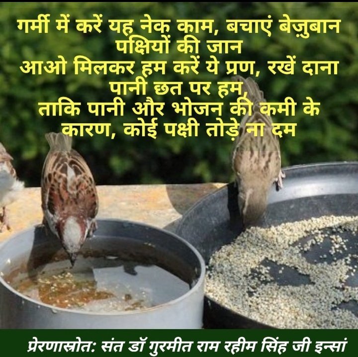 Birds Nurturing 
The scorching sun is causing trouble for everyone #HelpBirdsInSummers Take steps to quench the thirst of animals in this heat by placing a water bowl on the roof, open ground and various places. so water can save many birds from dying.
Inspiration:Ram Rahim ji