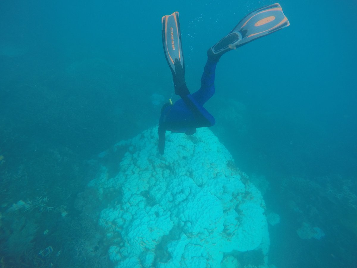 It takes a LOT of heat exposure to bleach these huge, ancient slow-growing corals (Porites). Even >2 months after sea temperatures peaked, most of them are still white or mottled. The good news is - very few have died compared to other species growing beside them.