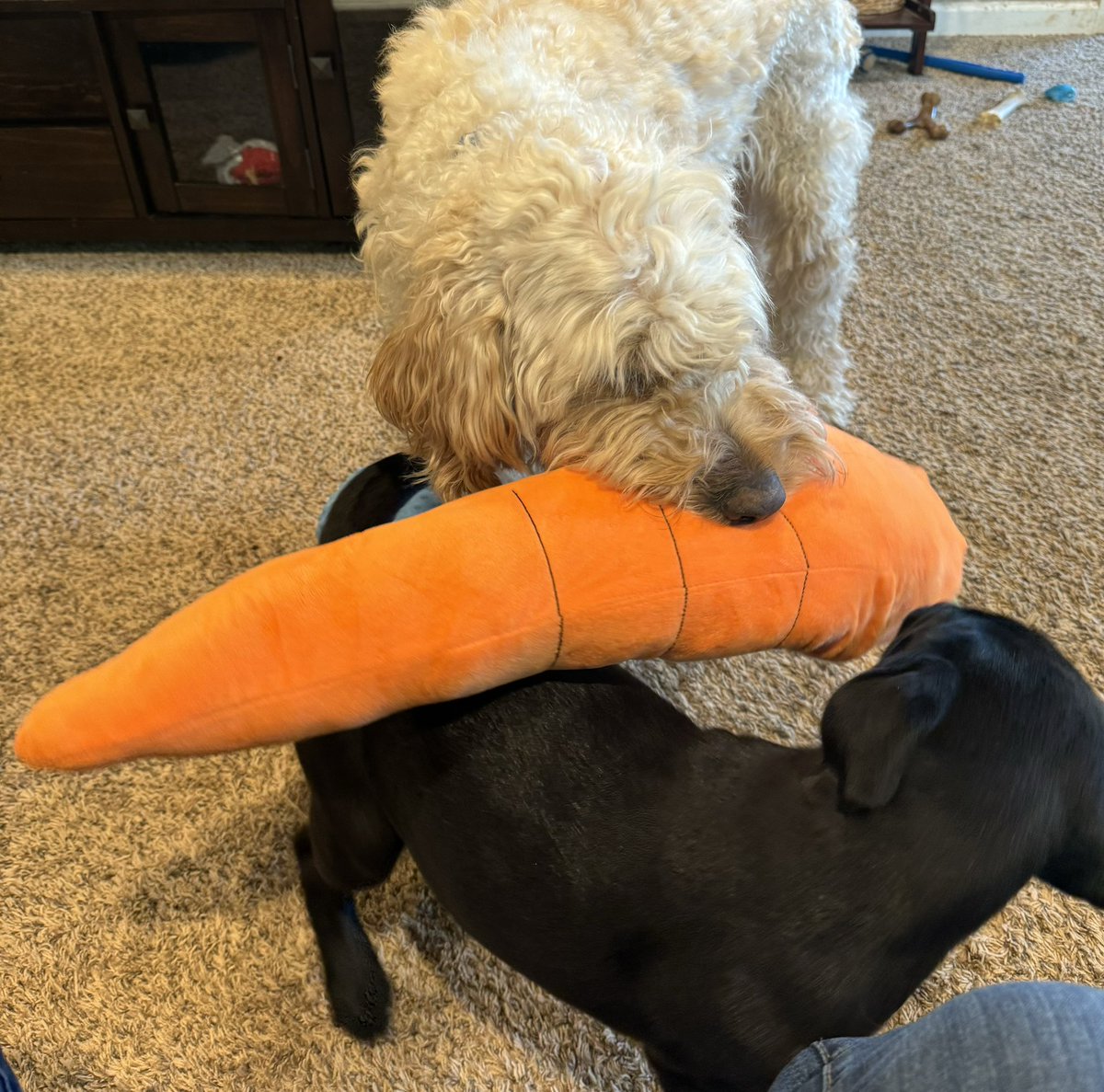 Dot and Enzo in an epic battle for the @rorythereddog carrot. Dot ultimately won!!