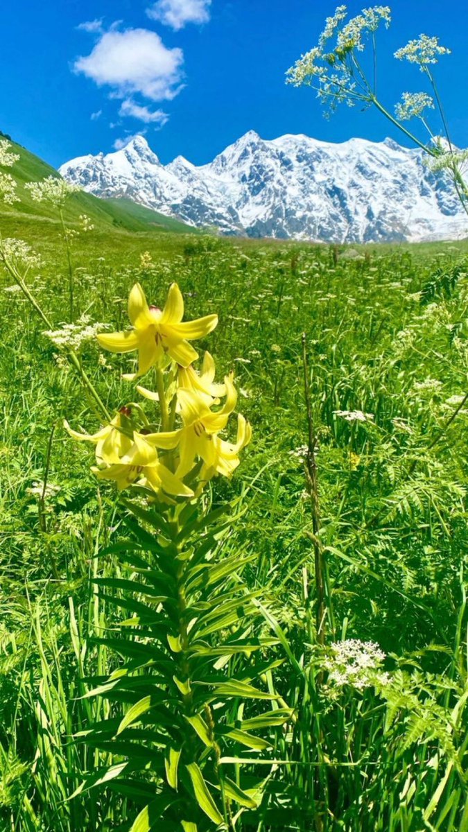 " إن وجود الرضا يجعل الحياة أكثر سطوعًا وإيجابية ، بينما الحزن يحجب النور ويظلم الرؤية .. كن راضيًا لترى العالم بإشراق وتبسُّط ، وتقبل الأمور كما هي لتجد السلام الداخلي والسعادة المستدامة .."  ⁧ صباح الخيرِ⁩  ☕️🌤️