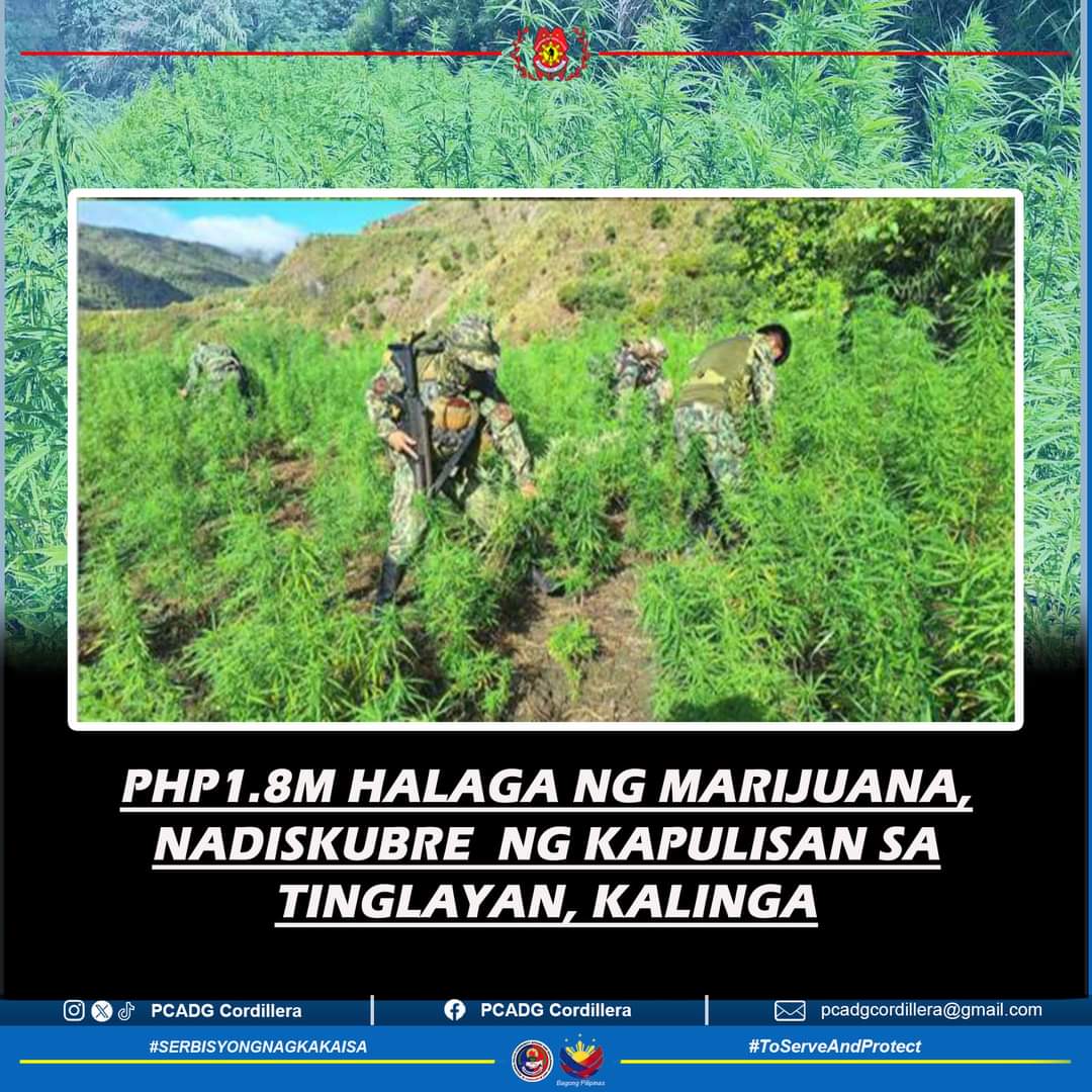 PhP1.8M halaga ng Marijuana nadiskubre ng kapulisan sa Tinglayan,  Kalinga

#BagongPilipinas 
#SerbisyongNagkakaisa 
#ToServeandProtect
#PCADGCordillera