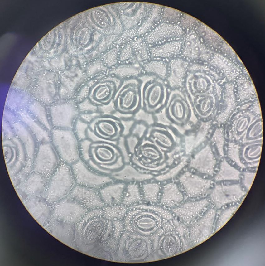 Today was a full day learning plant form during our Plants and People in the #Anthropocene course in Costa Rica 🇨🇷! After a morning studying cross sections, @kantmedelin taught students how to make stomatal impressions (they did GREAT!) in the botanic garden.