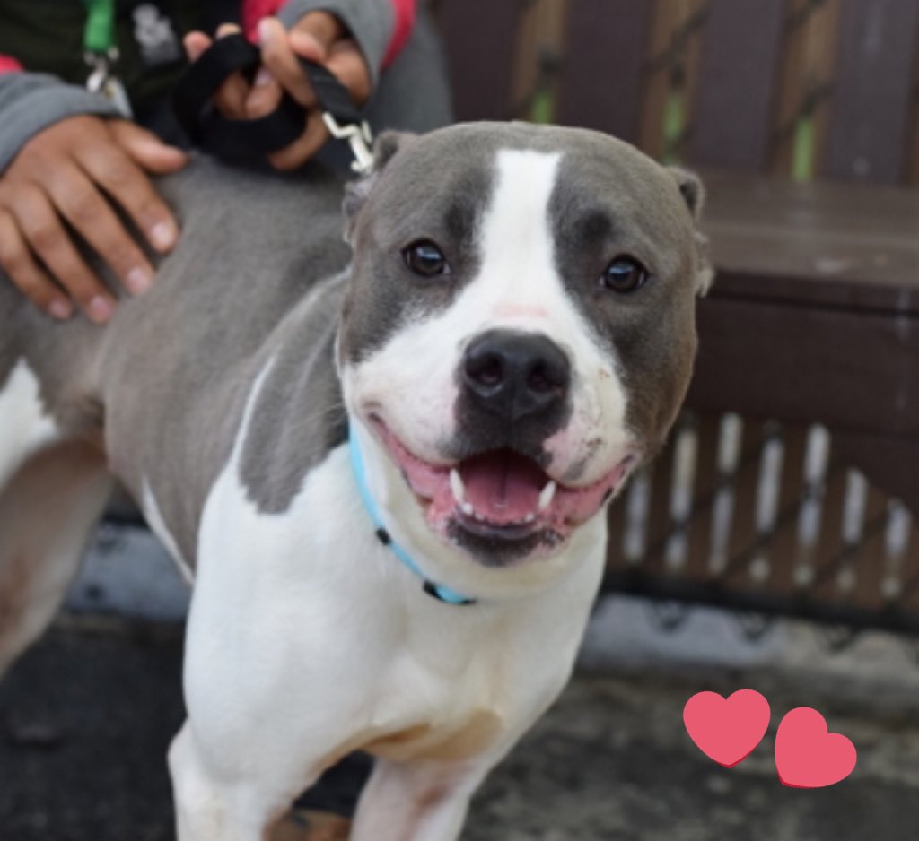 #AdoptMe #FosterMe #RescueMe ✨Hi 👋🏼 It’s me 🐶 Chloe 🩷 from #NYCACC #NewYork! Don’t forget about me on #NationalRescueDogDay 🙏🏽🏡🥰 #FostersSaveLives✨ nycacc.app/browse/197670