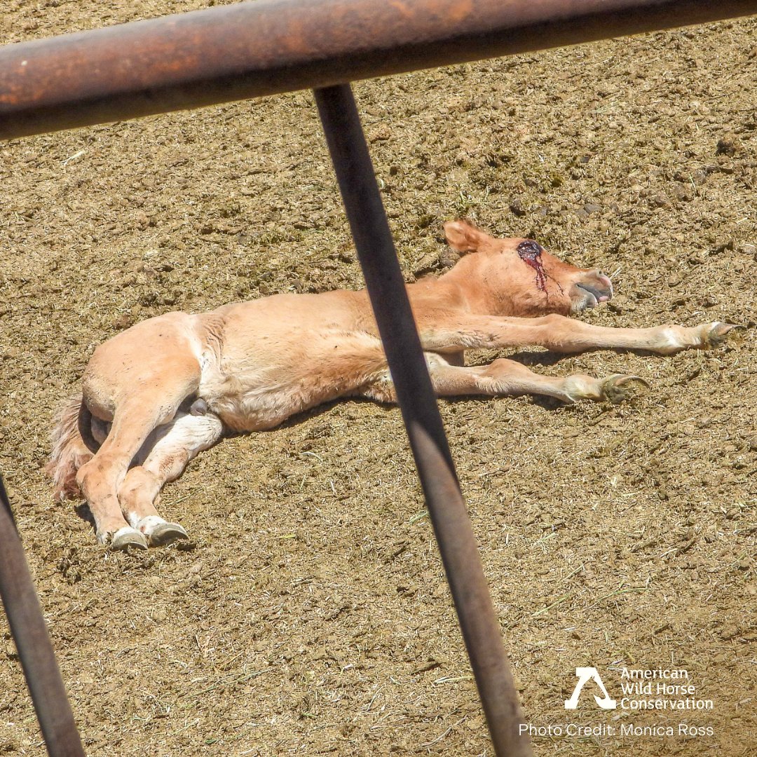FreeWildHorses's tweet image. Last Thursday, AWHC witnessed disturbing conditions for over 2,000 wild horses currently confined at the privately owned Winnemucca Holding Facility. Most alarming was the presence of a severely injured, dead, or dying foal, lying amongst the other animals in the pen. #CAFO #Foal