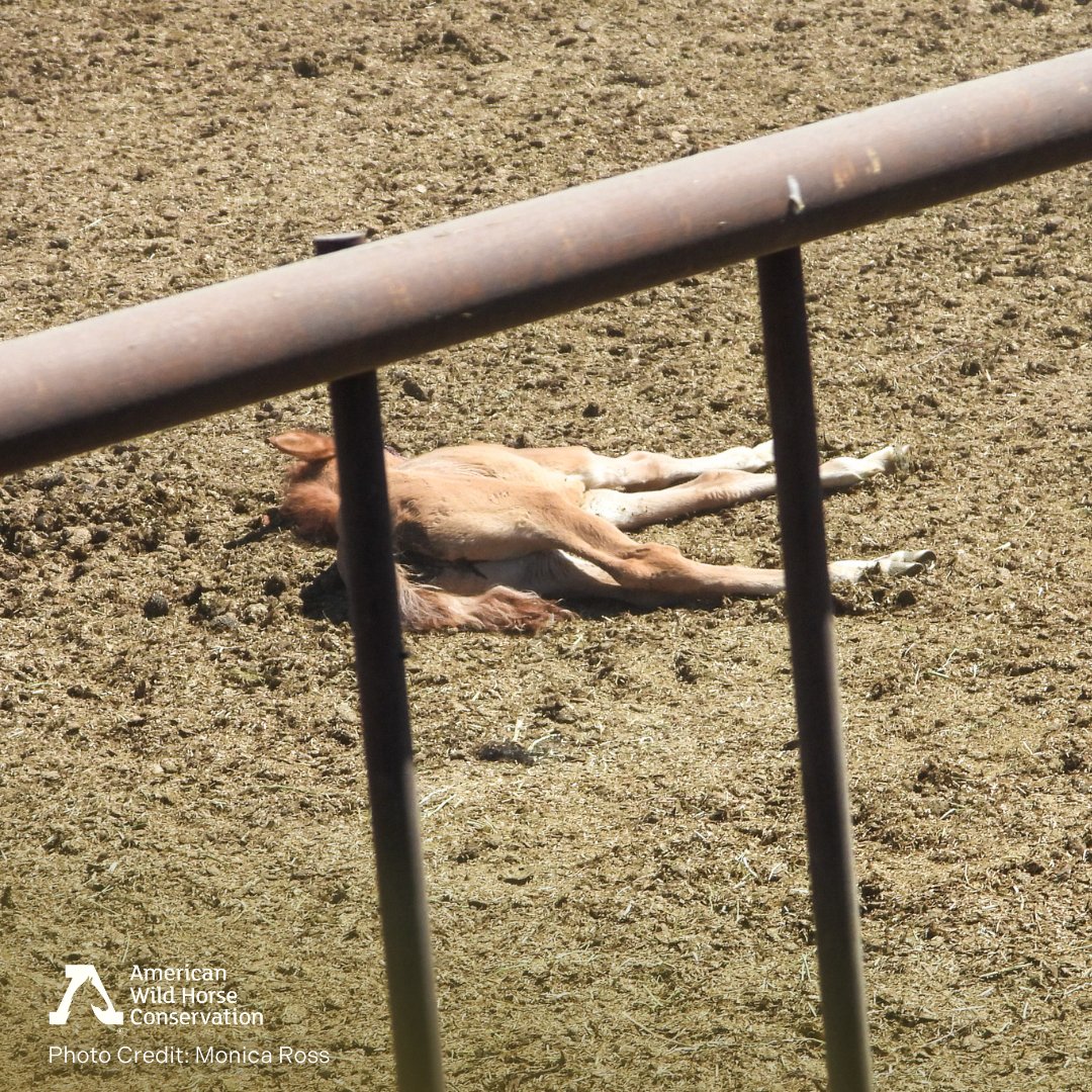 FreeWildHorses's tweet image. Last Thursday, AWHC witnessed disturbing conditions for over 2,000 wild horses currently confined at the privately owned Winnemucca Holding Facility. Most alarming was the presence of a severely injured, dead, or dying foal, lying amongst the other animals in the pen. #CAFO #Foal