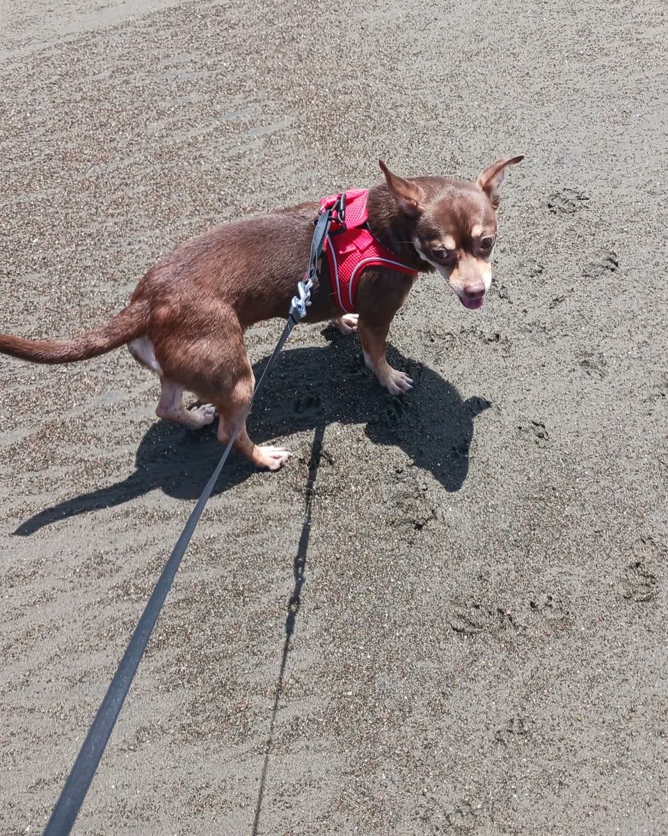 KellySludge's tweet image. Cambria, CA