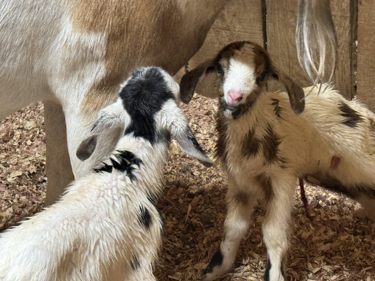Two more baby goats added to the roster. That makes 9 goats (5 babies) 1 ram 3 alpacha Ol’ mcdenaro has a farm.