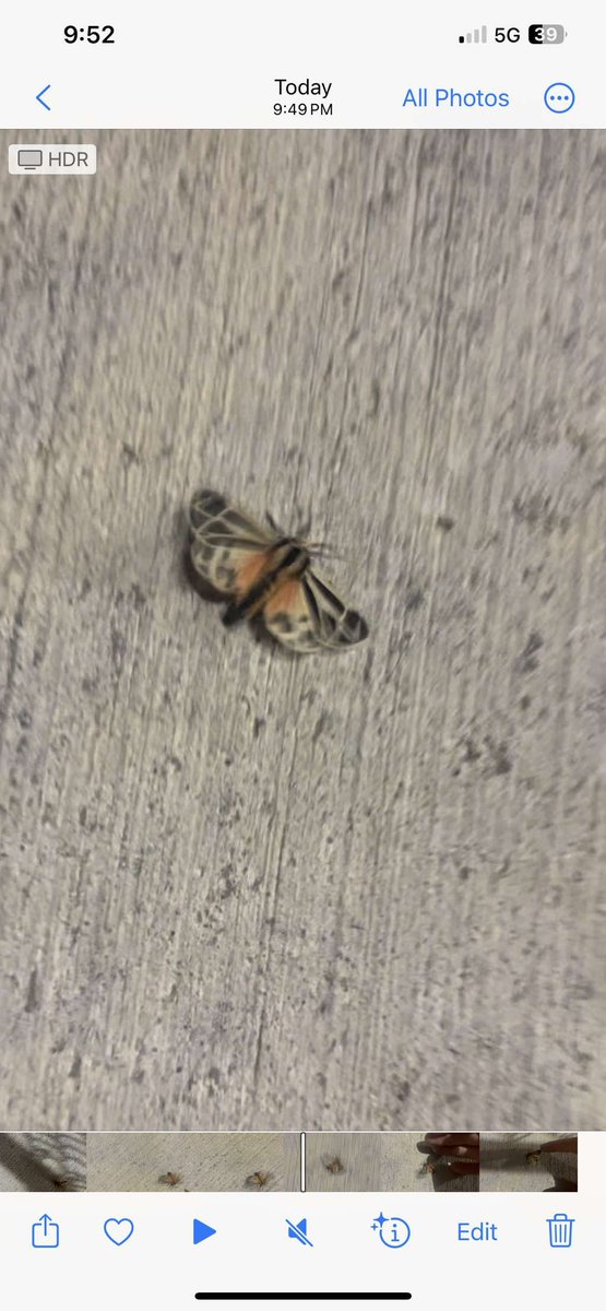 Just spotted this exceptionally rare Tiger Moth  <a href="/NatlParkService/">National Park Service</a> <a href="/NatGeo/">National Geographic</a>