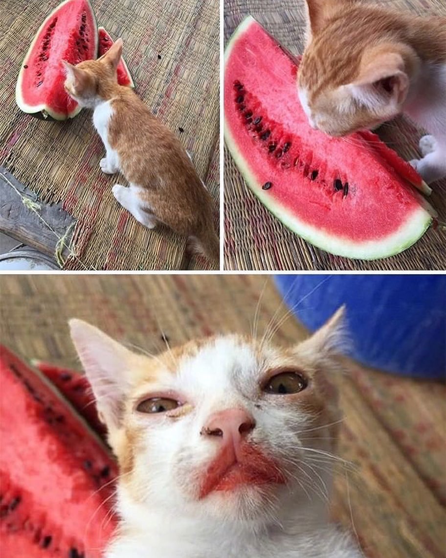 Punch Cat tweet media