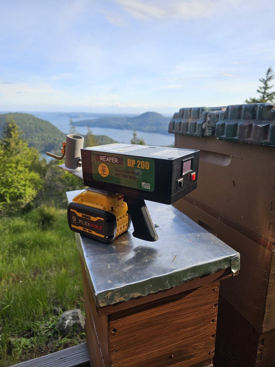 Just treated a recently caught honeybee swarm for Varroa Destructor Mites, the creature behind colony collapse disorder.   Oxalic acid is a naturally occurring substance that when heated and vaporized will kill phoretic mites but won't harm honeybees.   #Beekeeping #OrcasIsland